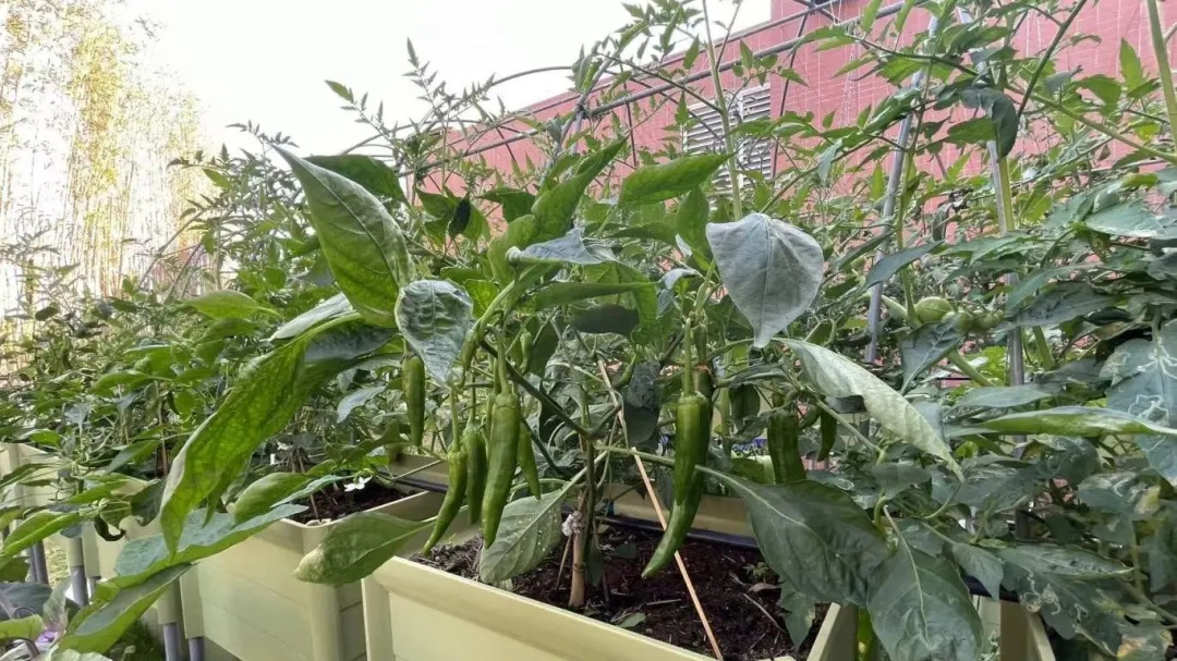 華珠舉行人工智能學院科技小院揭牌儀式19.jpg 華珠舉行人工智能學院科技小院揭牌儀式19.jpg